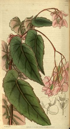 B. ‘Insignis’